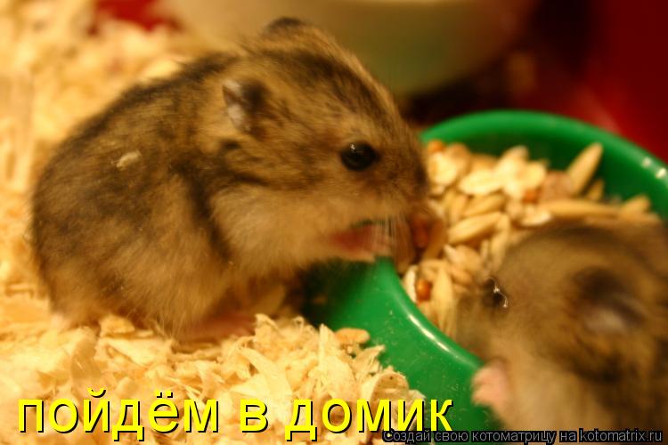 пойдём в домик... Котоматрица: пойдём в домик