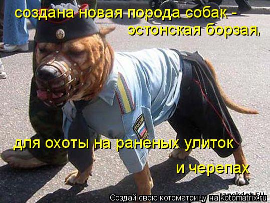 создана новая порода собак - эстонская борзая для охоты на раненых улиток и черепах ,... Котоматрица: создана новая порода собак - эстонская борзая для охоты на раненых улиток и черепах ,