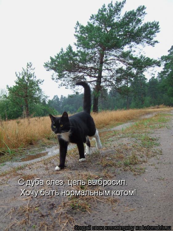 С дуба слез, цепь выбросил. Хочу быть нормальным котом!... Котоматрица: С дуба слез, цепь выбросил. Хочу быть нормальным котом!