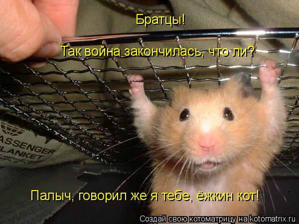 Братцы! Так война закончилась, что ли? Палыч, говорил же я тебе, ёжкин кот!... Котоматрица: Братцы! Так война закончилась, что ли? Палыч, говорил же я тебе, ёжкин кот!
