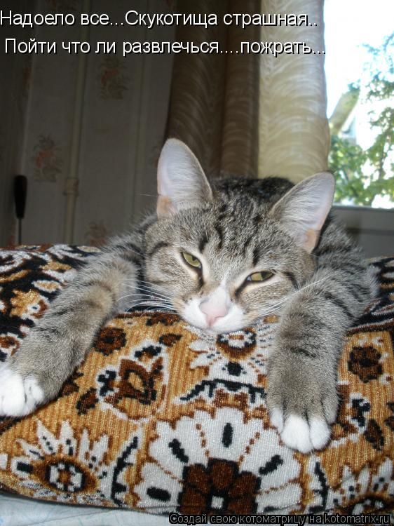 Надоело все...Скукотища страшная.. Пойти что ли развлечься....пожрать...... Котоматрица: Надоело все...Скукотища страшная.. Пойти что ли развлечься....пожрать...