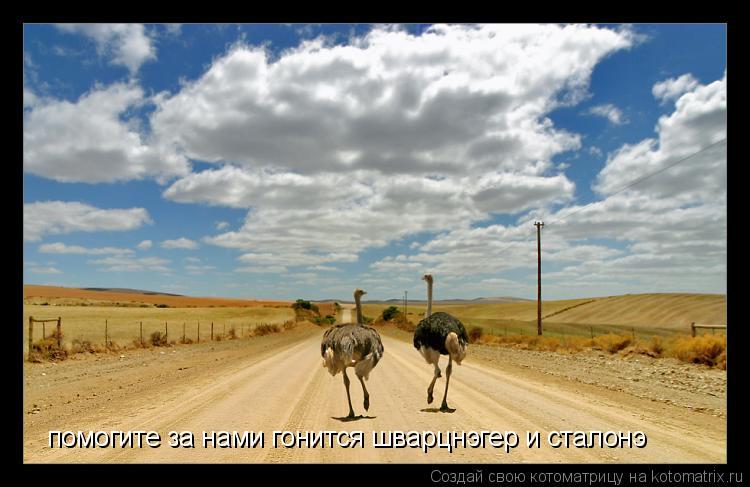 помогите за нами гонится шварцнэгер и сталонэ... Котоматрица: помогите за нами гонится шварцнэгер и сталонэ