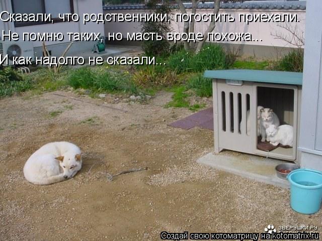 Сказали, что родственники, погостить приехали. Не помню таких, но масть вроде похожа... И как надолго... Котоматрица: Сказали, что родственники, погостить приехали. Не помню таких, но масть вроде похожа... И как надолго не сказали...