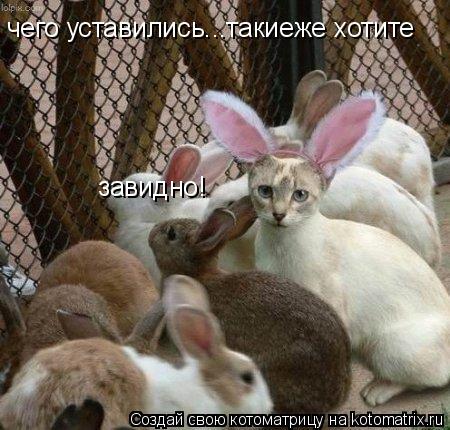 чего уставились...такиеже хотите завидно!... Котоматрица: чего уставились...такиеже хотите завидно!