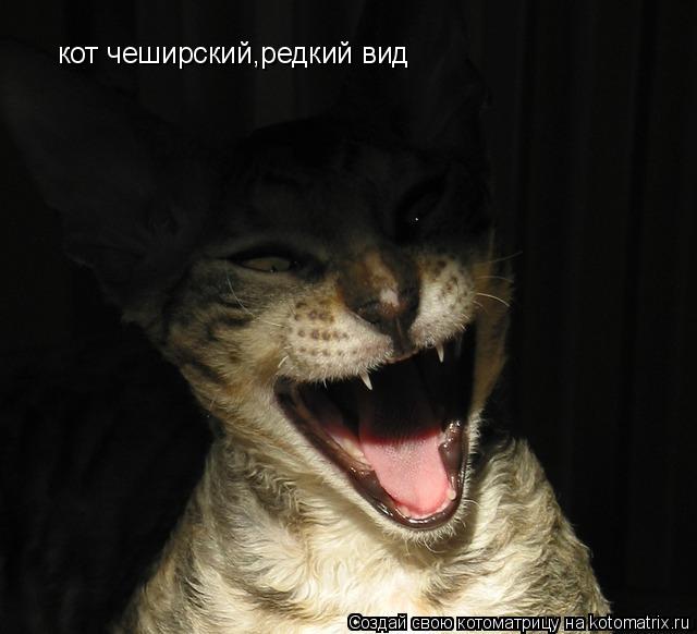 Котоматрица: кот чеширский,редкий вид