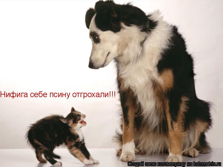 Нифига себе псину отгрохали!!!... Котоматрица: Нифига себе псину отгрохали!!!