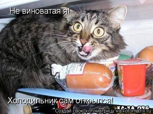 Не виноватая я! Холодильник сам открылся!!!!!!!!!! Не виноватая я! Холодильник сам открылся!... Котоматрица: Не виноватая я! Холодильник сам открылся!!!!!!!!!! Не виноватая я! Холодильник сам открылся!