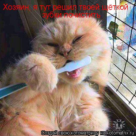 Хозяин, я тут решил твоей щёткой зубки почистить... Котоматрица: Хозяин, я тут решил твоей щёткой зубки почистить