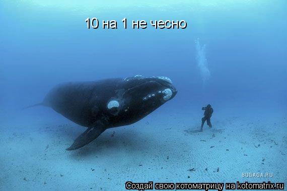 10 на 1 не чесно... Котоматрица: 10 на 1 не чесно