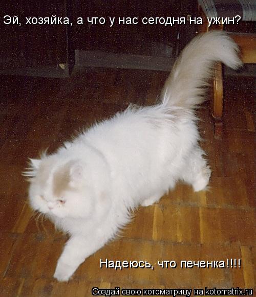 Котоматрица: Эй, хозяйка, а что у нас сегодня на ужин? Надеюсь, что печенка!!!! Надеюсь, что печенка!!!!