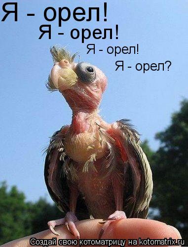 Котоматрица: Я - орел! Я - орел! Я - орел! Я - орел?