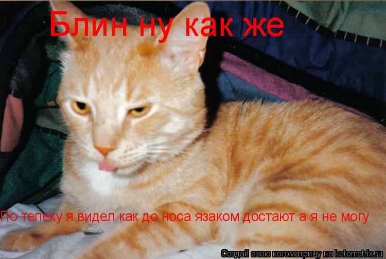 Блин ну как же По телеку я видел как до носа язаком достают а я не могу По телеку я видел как до носа... Котоматрица: Блин ну как же По телеку я видел как до носа язаком достают а я не могу По телеку я видел как до носа язаком достают а я не могу