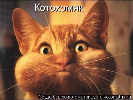 Котохомяк... Котоматрица: Котохомяк