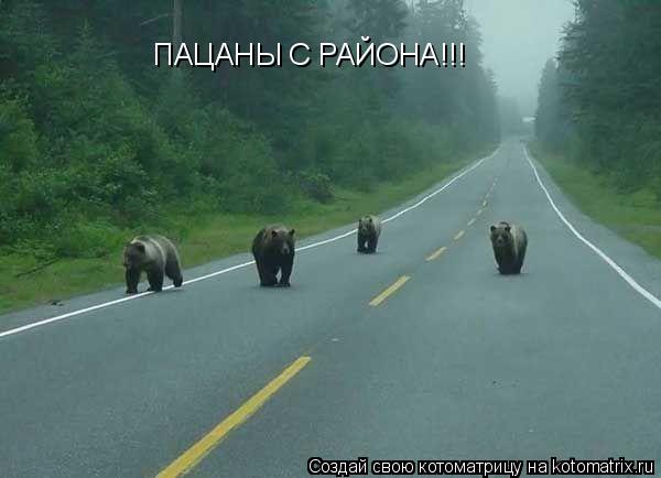 ПАЦАНЫ С РАЙОНА!!!... Котоматрица: ПАЦАНЫ С РАЙОНА!!!