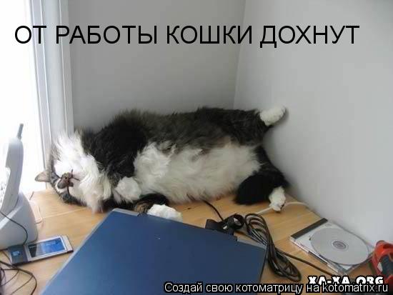 ОТ РАБОТЫ КОШКИ ДОХНУТ... Котоматрица: ОТ РАБОТЫ КОШКИ ДОХНУТ