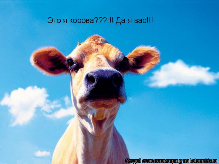 Это я корова???!!! Да я вас!!!... Котоматрица: Это я корова???!!! Да я вас!!!