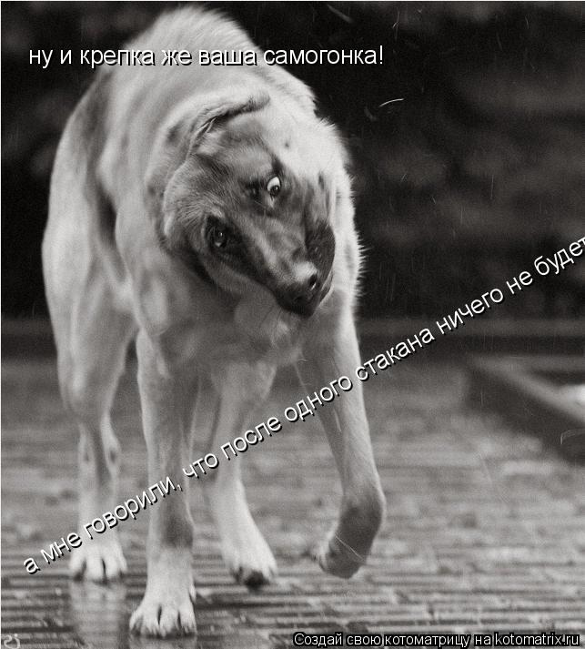 ну и крепка же ваша самогонка! ну и крепка же ваша самогонка! а мне говорили, что после одного стак... Котоматрица: ну и крепка же ваша самогонка! ну и крепка же ваша самогонка! а мне говорили, что после одного стакана ничего не будет! а мне говорили, что по