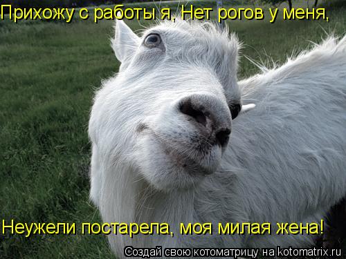 Неужели постарела, моя милая жена! Прихожу с работы я, Нет рогов у меня,... Котоматрица: Неужели постарела, моя милая жена! Прихожу с работы я, Нет рогов у меня,