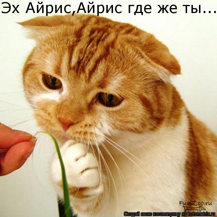 Эх Айрис,Айрис где же ты...... Котоматрица: Эх Айрис,Айрис где же ты...