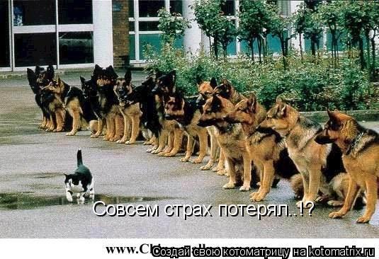 Совсем страх потерял..!?... Котоматрица: Совсем страх потерял..!?