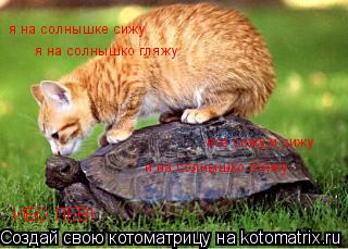 я на солнышке сижу я на солнышко гляжу все сижу и сижу и на солнышко гляжу ИБО ЛЕВ!... Котоматрица: я на солнышке сижу я на солнышко гляжу все сижу и сижу и на солнышко гляжу ИБО ЛЕВ!