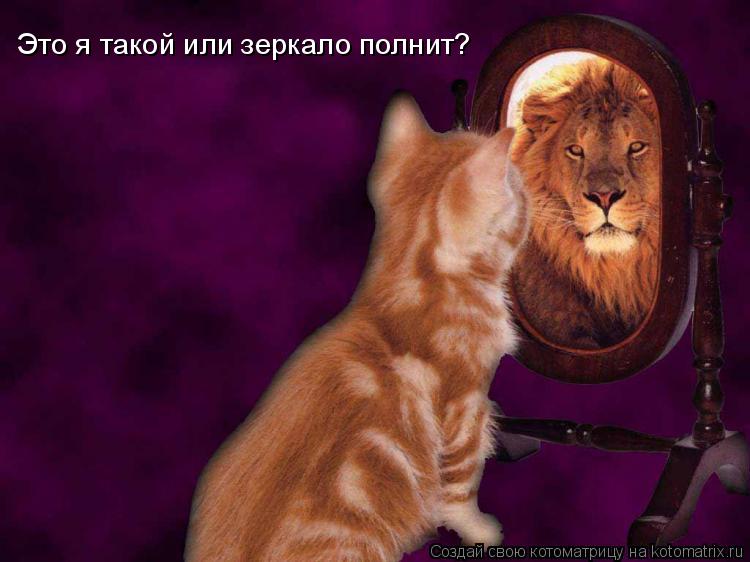 Это я такой или зеркало полнит?... Котоматрица: Это я такой или зеркало полнит?