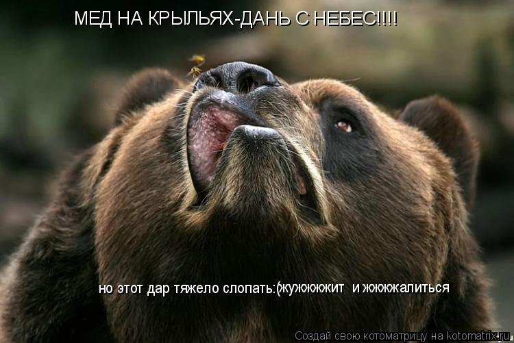 МЕД НА КРЫЛЬЯХ-ДАНЬ С НЕБЕС!!!! но этот дар тяжело слопать:( жужжжжит и жжжжалиться... Котоматрица: МЕД НА КРЫЛЬЯХ-ДАНЬ С НЕБЕС!!!! но этот дар тяжело слопать:( жужжжжит и жжжжалиться