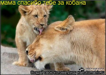 Котоматрица: мама спасибо тебе за кобана