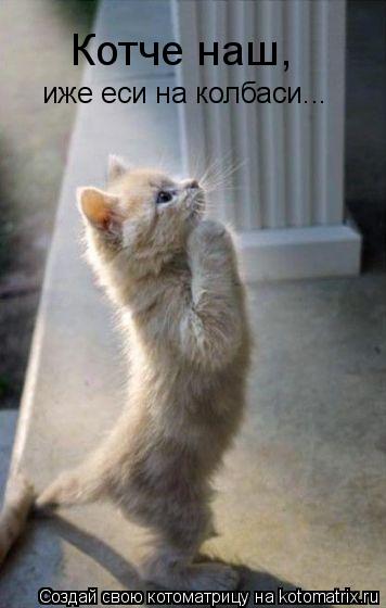 Котче наш, иже еси на колбаси...... Котоматрица: Котче наш, иже еси на колбаси...