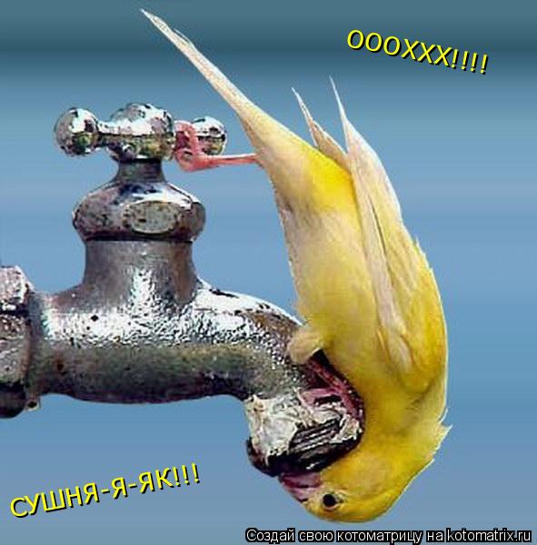 ОООХХХ!!!! СУШНЯ-Я-ЯК!!!... Котоматрица: ОООХХХ!!!! СУШНЯ-Я-ЯК!!!