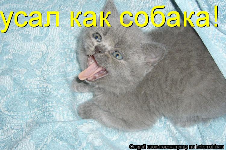 усал как собака!... Котоматрица: усал как собака!