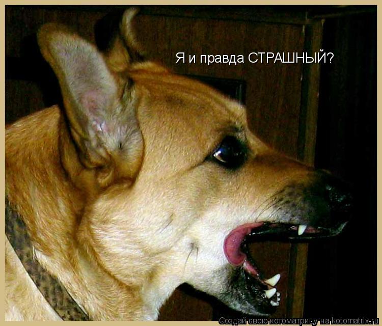 Я и правда СТРАШНЫЙ?... Котоматрица: Я и правда СТРАШНЫЙ?