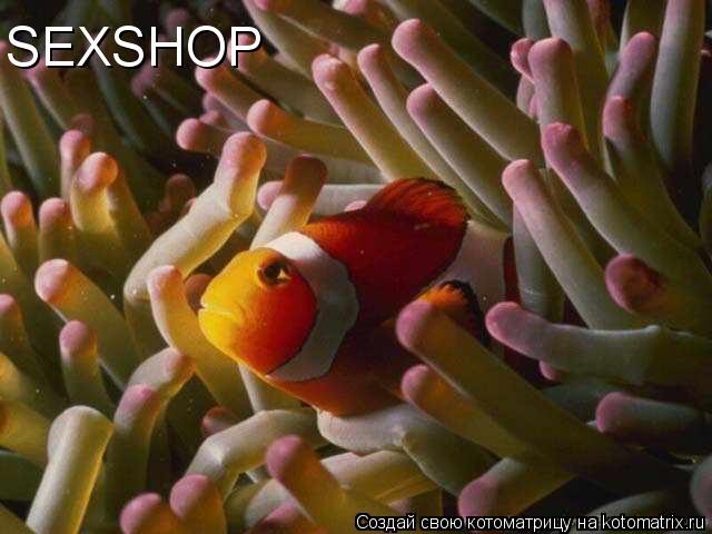 SEXSHOP... Котоматрица: SEXSHOP
