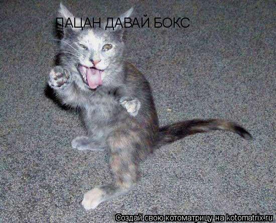 ПАЦАН ДАВАЙ БОКС... Котоматрица: ПАЦАН ДАВАЙ БОКС