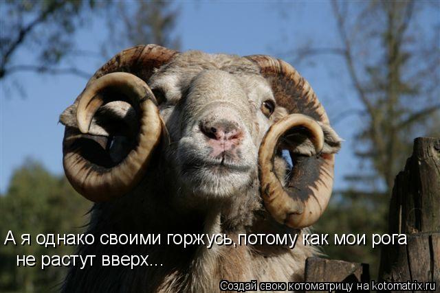А я однако своими горжусь,потому как мои рога не растут вверх...... Котоматрица: А я однако своими горжусь,потому как мои рога не растут вверх...