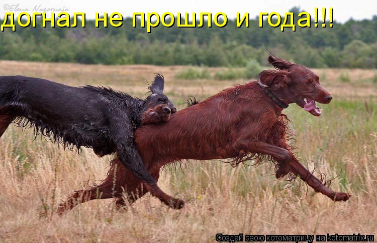 догнал не прошло и года!!!... Котоматрица: догнал не прошло и года!!!
