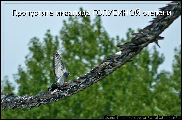 Пропустите инвалида ГОЛУБИНОЙ степени... Котоматрица: Пропустите инвалида ГОЛУБИНОЙ степени