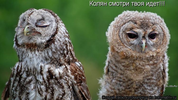 Колян смотри твоя идет!!!... Котоматрица: Колян смотри твоя идет!!!