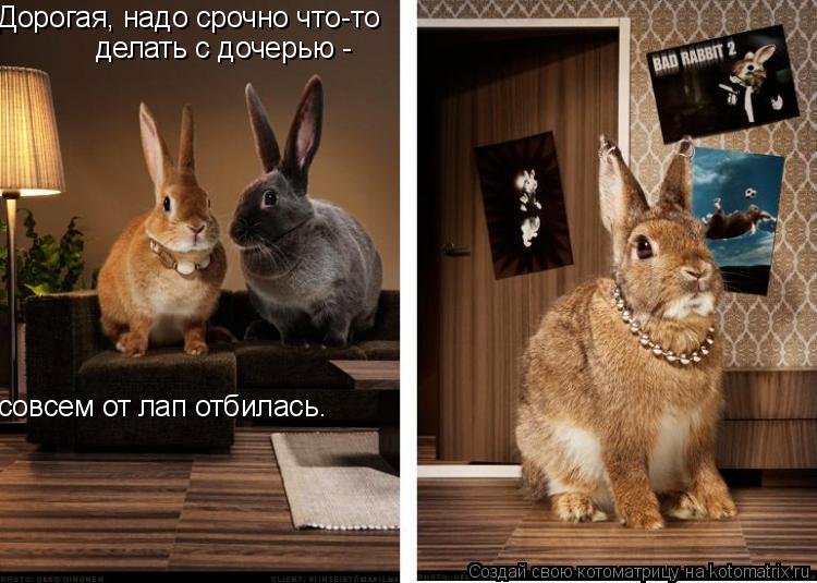 Дорогая, надо срочно что-то делать с дочерью - совсем от лап отбилась.... Котоматрица: Дорогая, надо срочно что-то делать с дочерью - совсем от лап отбилась.