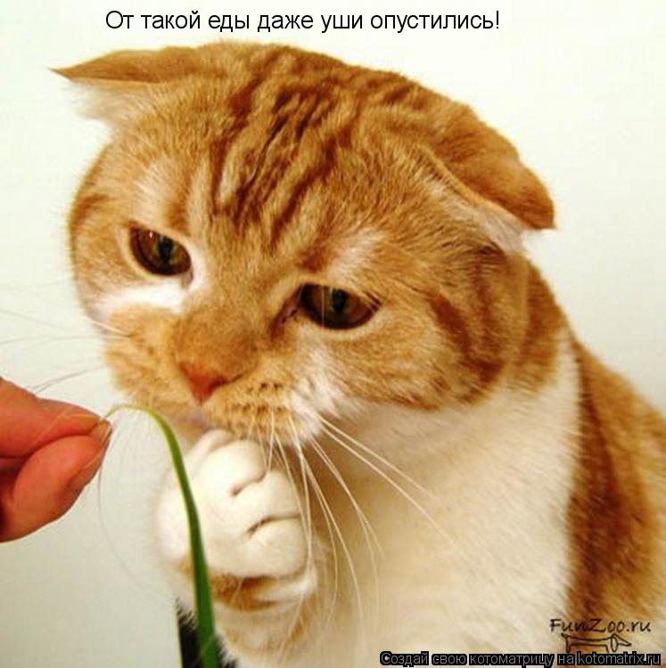 От такой еды даже уши опустились!... Котоматрица: От такой еды даже уши опустились!