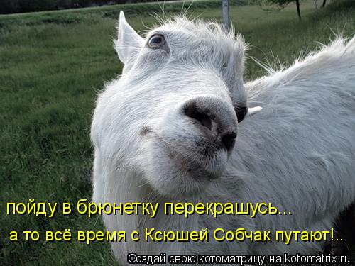 пойду в брюнетку перекрашусь... а то всё время с Ксюшей Собчак путают!..... Котоматрица: пойду в брюнетку перекрашусь... а то всё время с Ксюшей Собчак путают!..