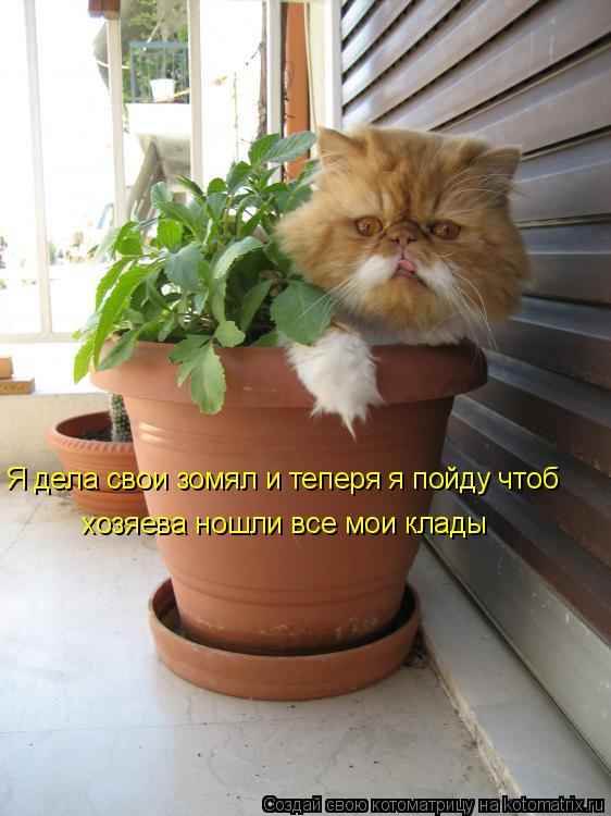 Я дела свои зомял и теперя я пойду чтоб хозяева ношли все мои клады... Котоматрица: Я дела свои зомял и теперя я пойду чтоб хозяева ношли все мои клады