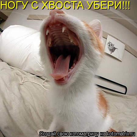 Котоматрица: НОГУ С ХВОСТА УБЕРИ!!!