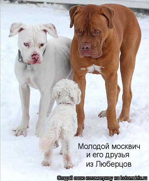Молодой москвич и его друзья из Люберцов... Котоматрица: Молодой москвич и его друзья из Люберцов
