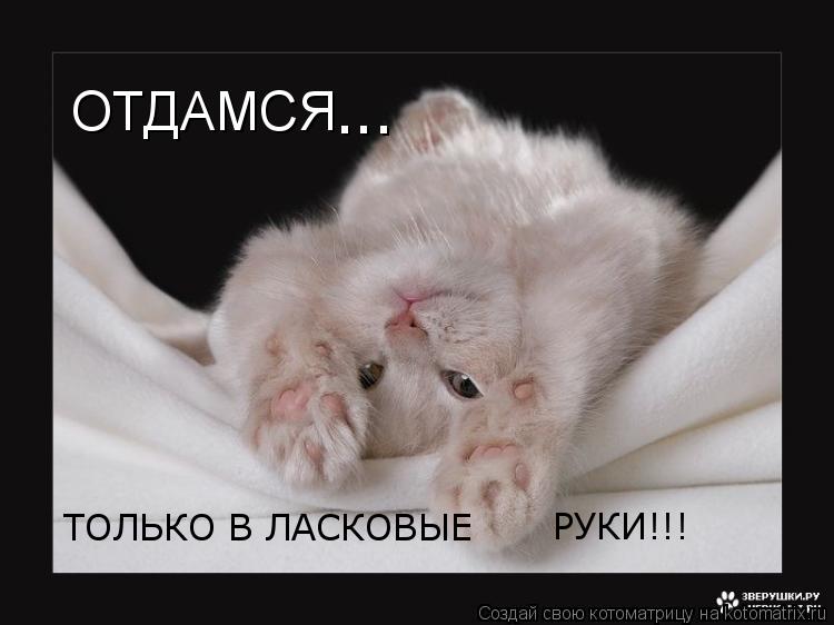 ОТДАМСЯ ТОЛЬКО В ЛАСКОВЫЕ РУКИ!!! ...... Котоматрица: ОТДАМСЯ ТОЛЬКО В ЛАСКОВЫЕ РУКИ!!! ...