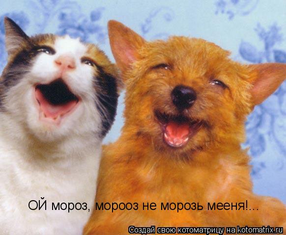 ОЙ мороз, морооз не морозь мееня!...... Котоматрица: ОЙ мороз, морооз не морозь мееня!...