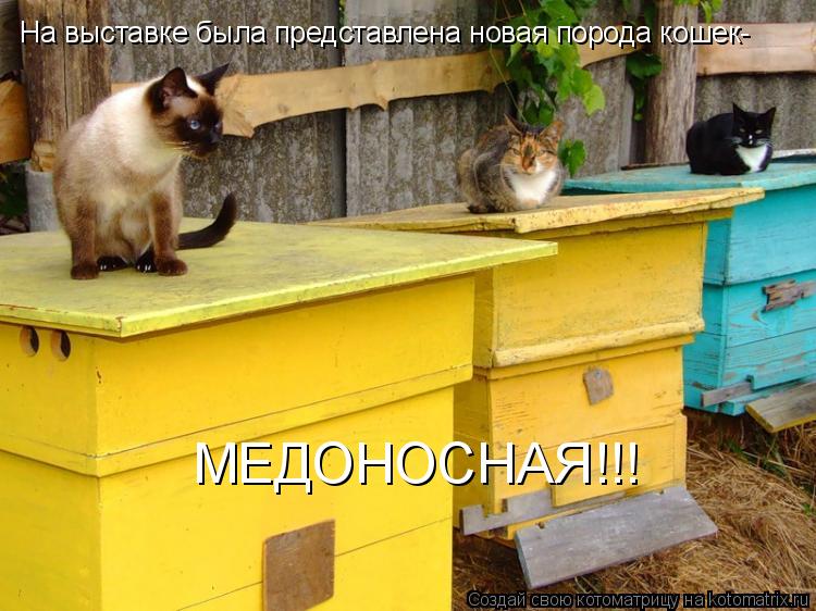 На выставке была представлена новая порода кошек- МЕДОНОСНАЯ!!!... Котоматрица: На выставке была представлена новая порода кошек- МЕДОНОСНАЯ!!!