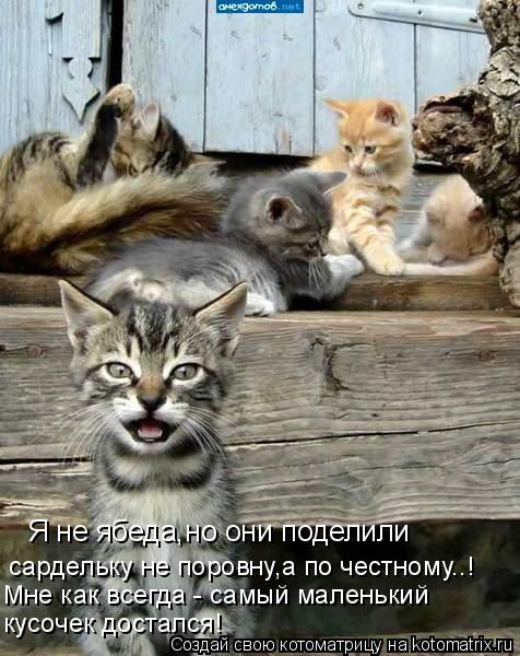 Котоматрица: Я не ябеда,но они поделили сардельку не поровну,а по честному..! Мне как всегда - самый маленький кусочек достался!