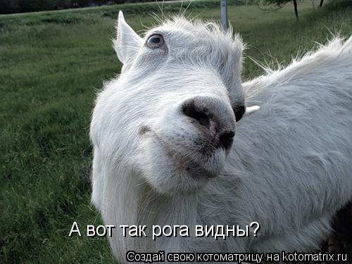 Котоматрица: А вот так рога видны?