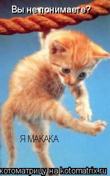 Вы не понимаете? Я МАКАКА... Котоматрица: Вы не понимаете? Я МАКАКА
